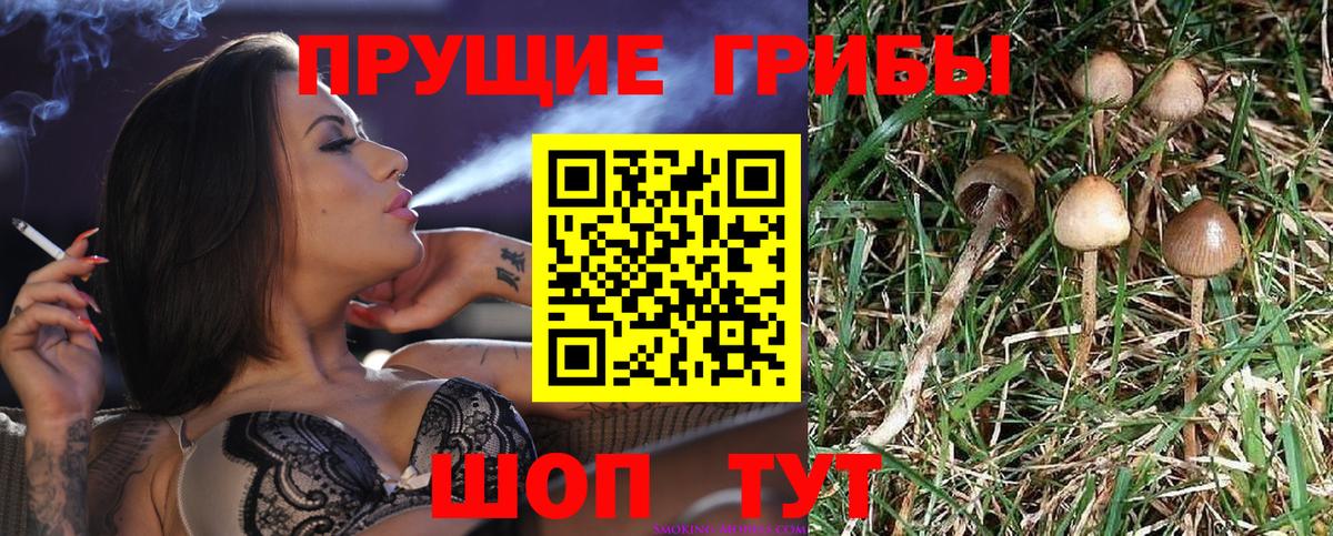 сколько стоит  Вход с VPN  Абинск  Псилоцибиновые грибы Cubensis 